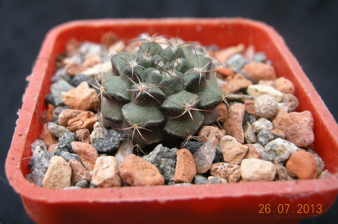 Gymn.anisitsii ssp. volkeri STO 1403.JPG