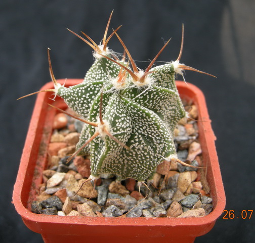 Astro.ornatum v.glabrescens.JPG