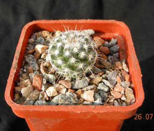 Mam.parkinsonii RS 481.JPG