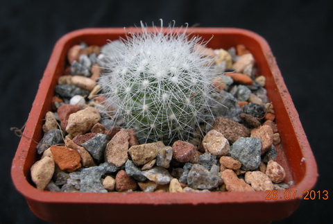 Mamillopsis senilis SB Chihuahua .JPG