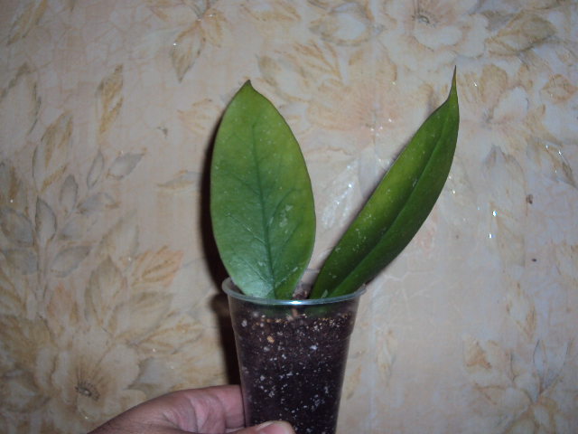DSC07887.JPG