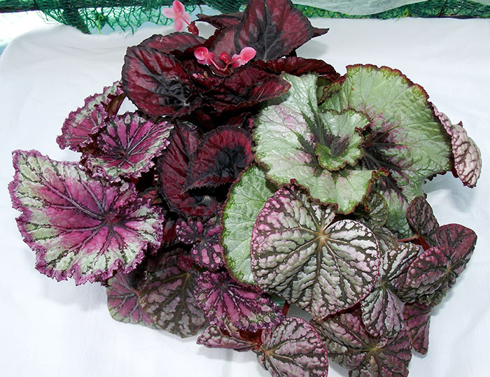 begonia.jpg