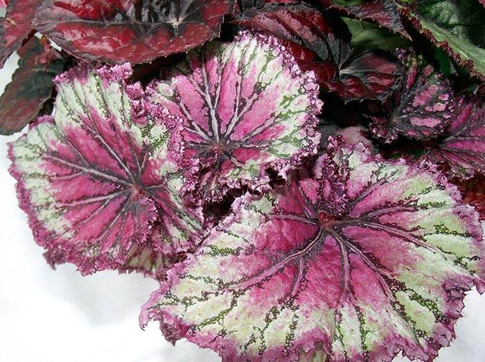 begonia1.jpg