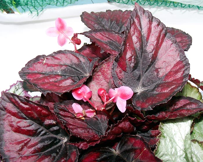 begonia2.jpg