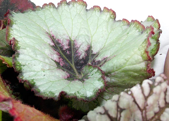 begonia3.jpg