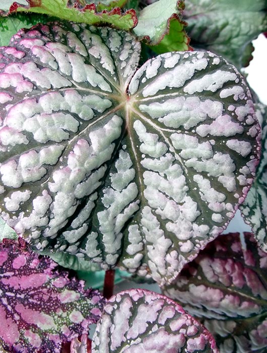 begonia4.jpg