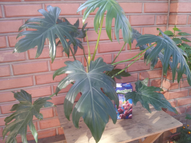 20130723_083437.jpg