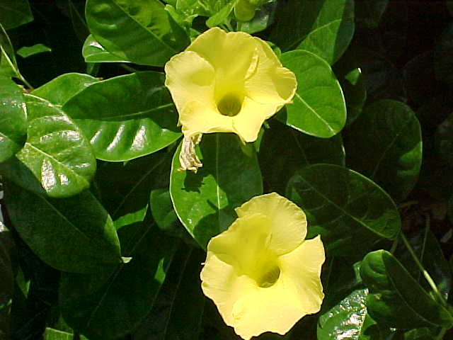dipladenia.jpg