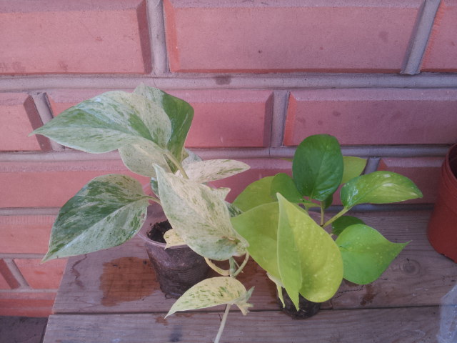 20130820_094653.jpg