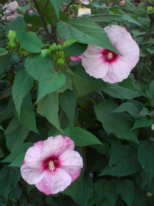 CIMG0814.jpg