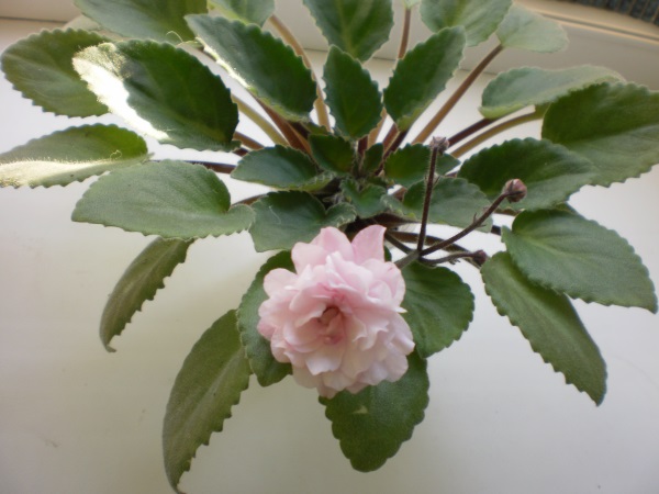 PA260077.JPG