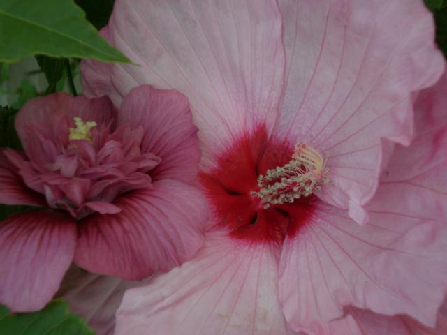 CIMG0903.jpg