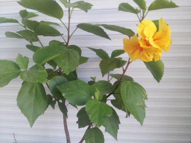 20130821_164151.jpg