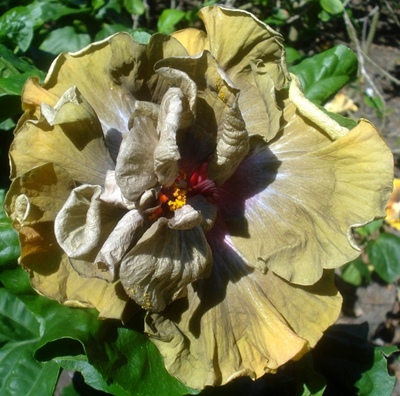 Moorea Merveille Chocolat 15_18cm.jpg