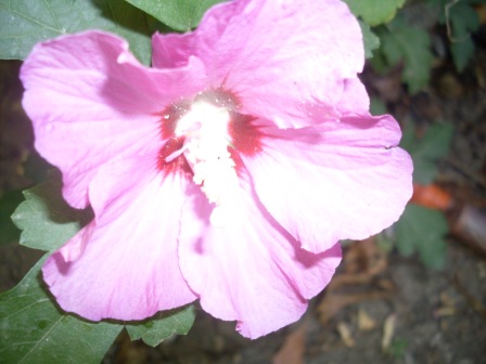 SDC11717.JPG