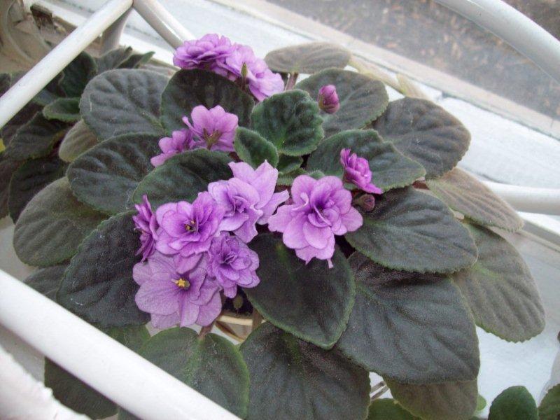 Копия 100_1452.jpg