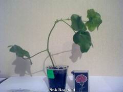 Pink Rosebud.jpg
