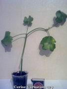 Cerise Carnation.jpg