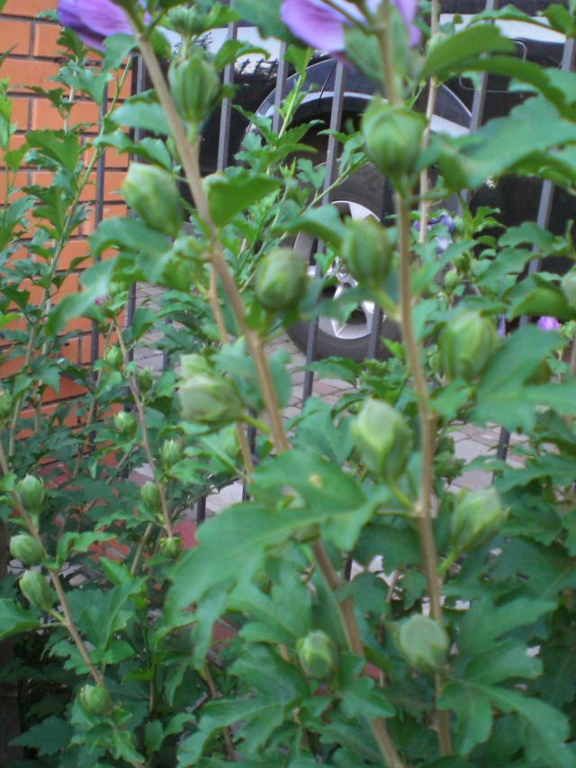 CIMG0587.jpg