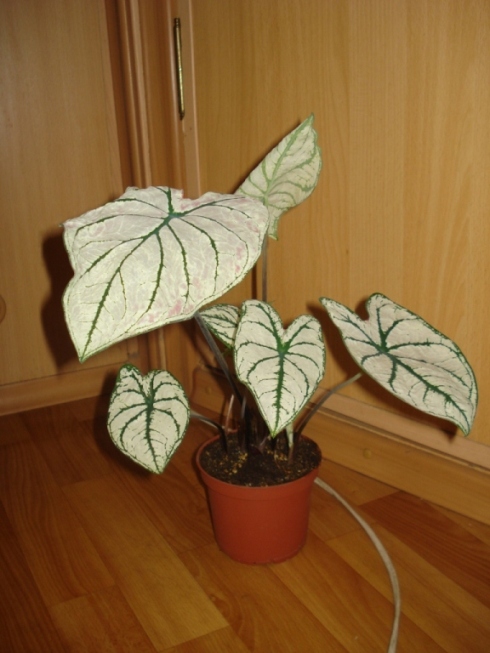 Копия DSC00002.JPG
