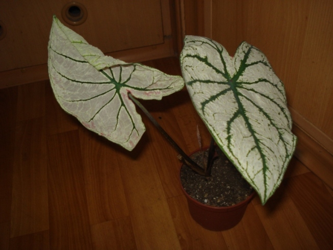 DSC00002.JPG