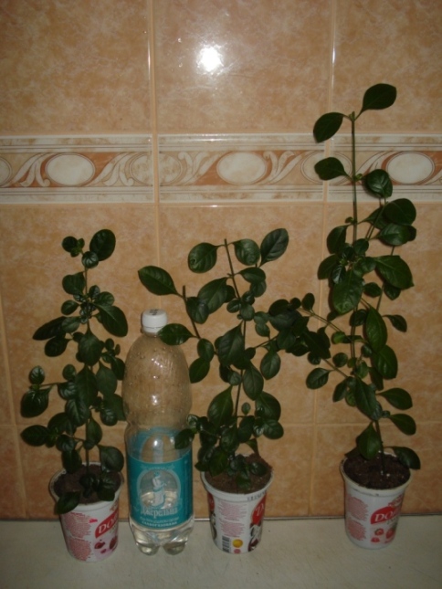 DSC00001.JPG