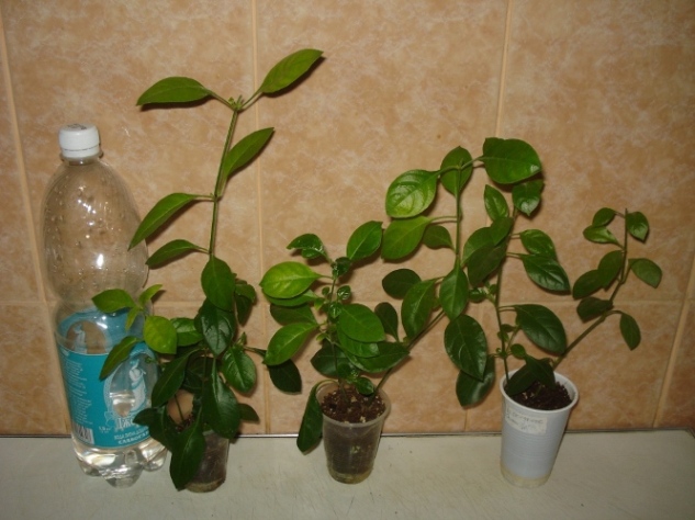 DSC00002.JPG