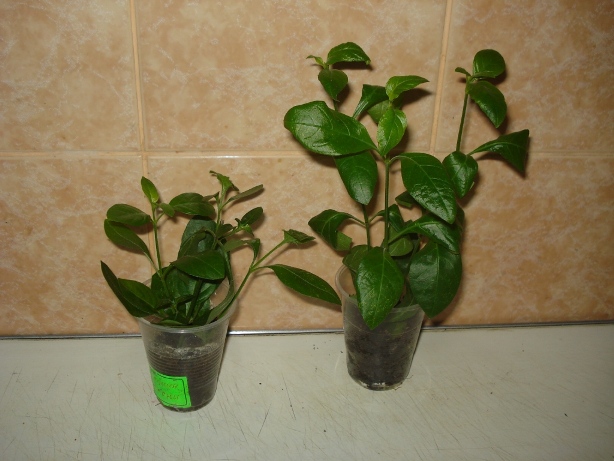 DSC00003.JPG