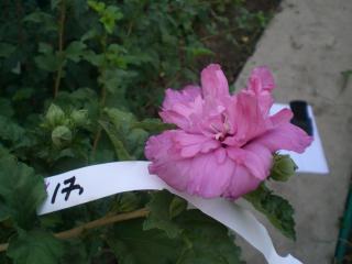 № 17, 110 грн.jpg