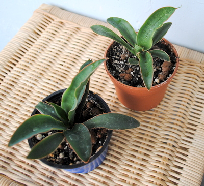 Sansevieria hyacinthoides.JPG
