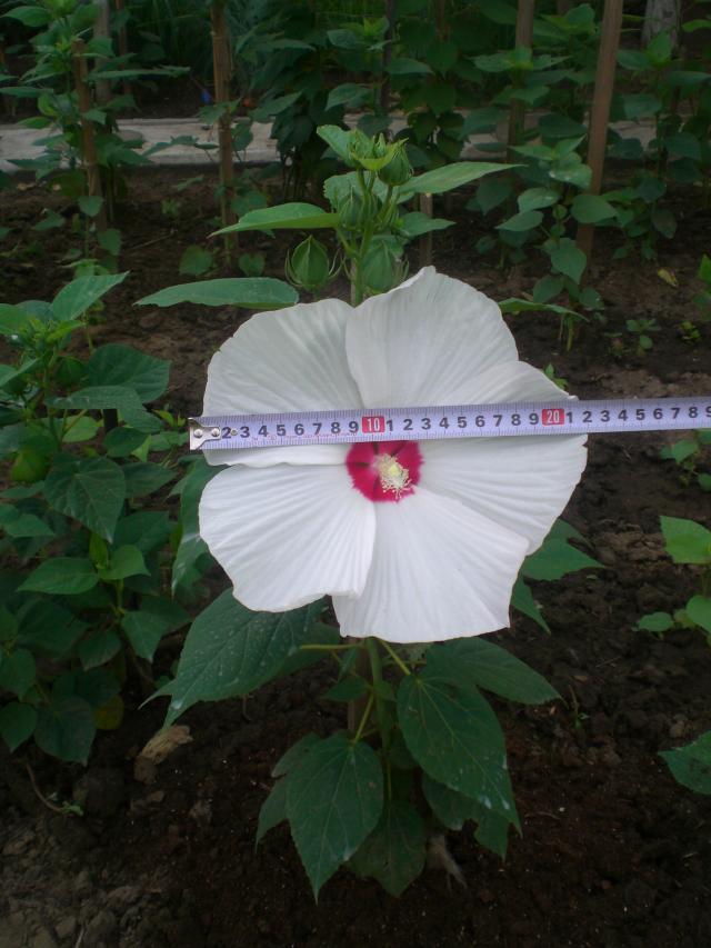 567.jpg
