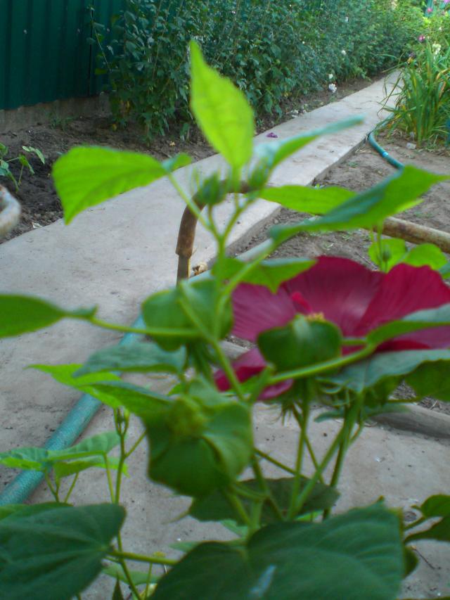 CIMG0053 ньюбискус, 2013.jpg