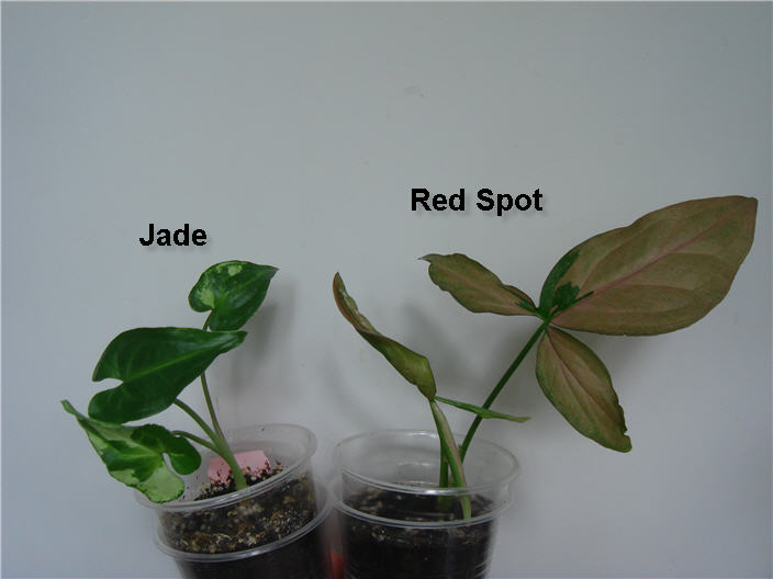 Синг Red Spot и Jade - 50 грн.JPG