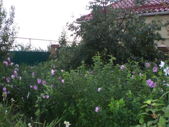 CIMG0111.jpg
