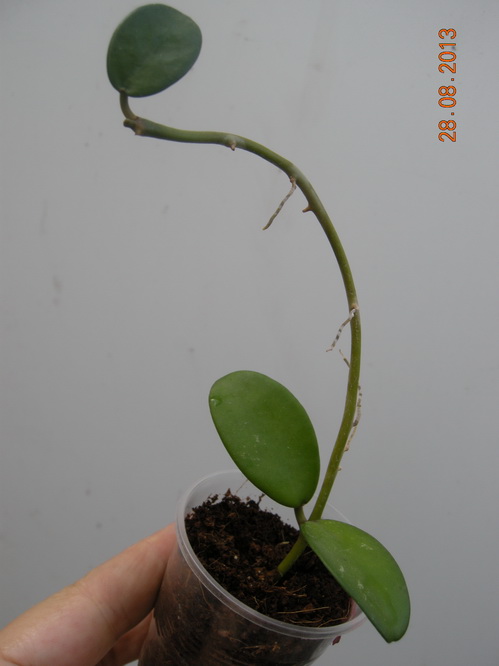 DSCN2451.JPG