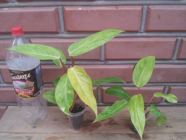 20130828_104657.jpg
