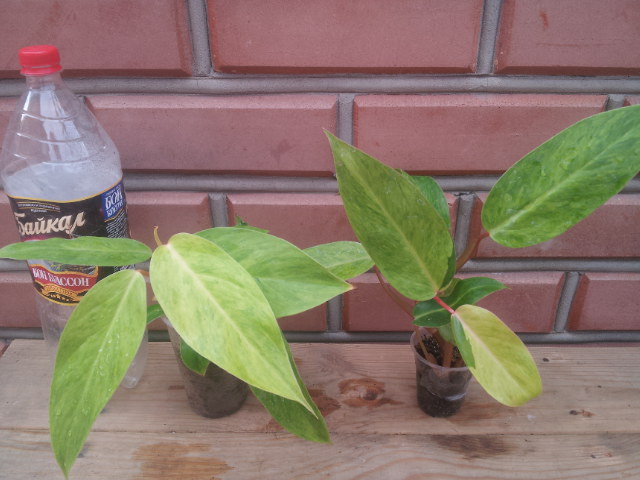 20130828_104544.jpg