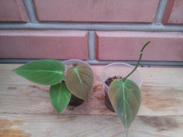 20130828_104056.jpg