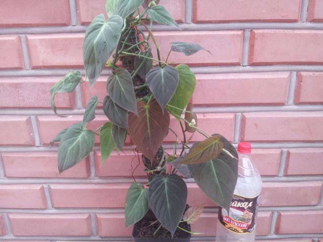 20130828_104009.jpg