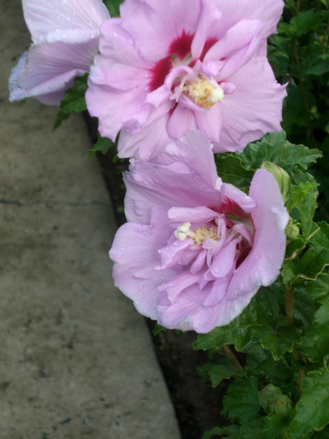 CIMG0216.jpg