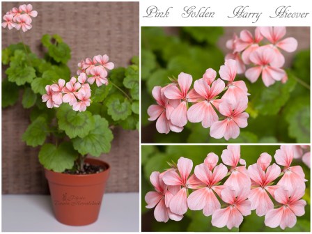 Pink Golden Harry Hieover.jpg