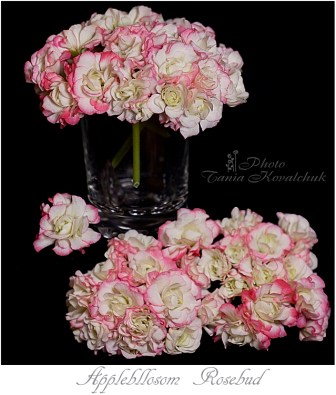 Applebllosom Rosebud.jpg