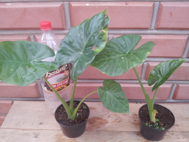 20130828_110106.jpg