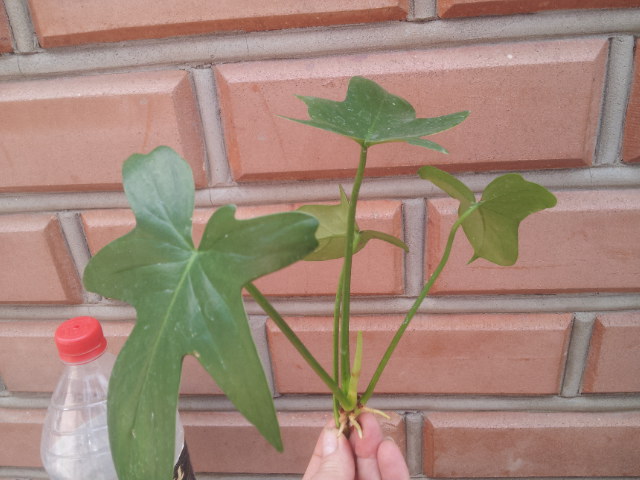20130828_122049.jpg