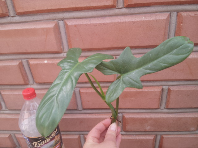 20130828_122108.jpg