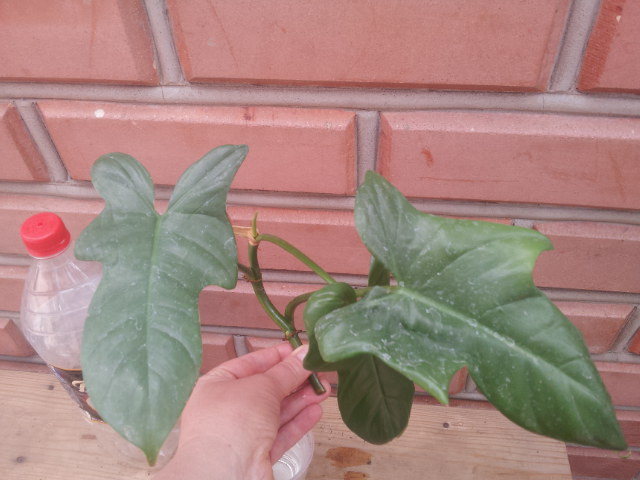 20130828_122124.jpg