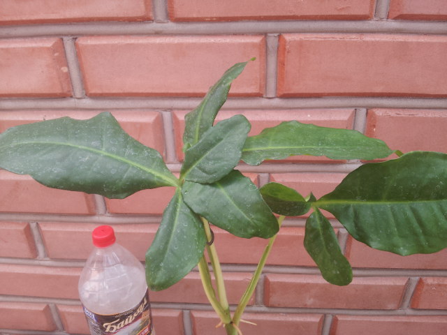 20130828_122208.jpg