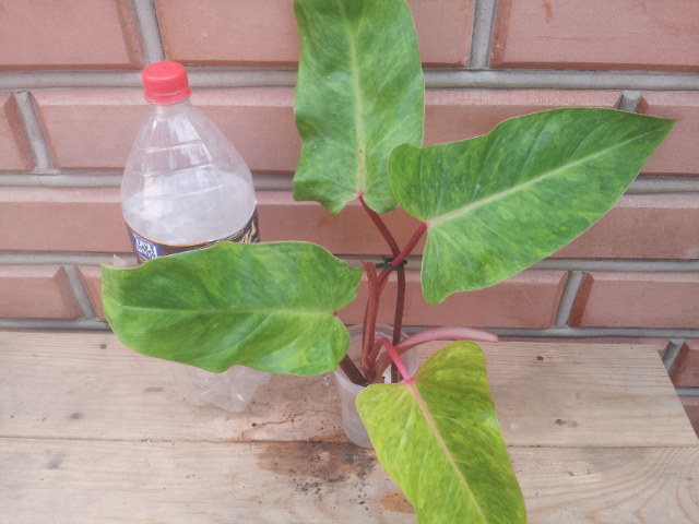 20130828_122516.jpg