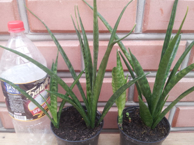 20130828_115143.jpg