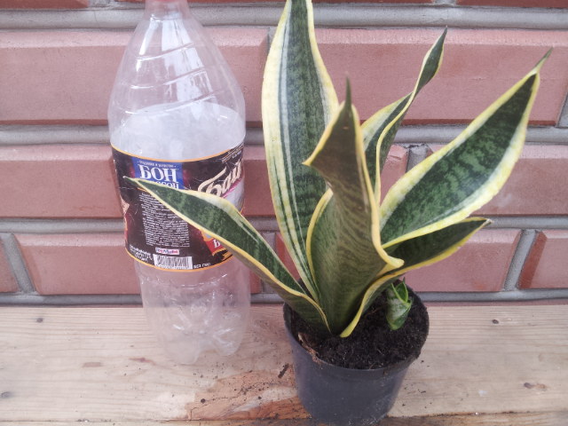 20130828_115057.jpg